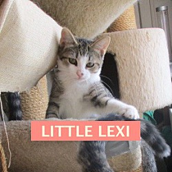 Thumbnail photo of Little Lexi-adopted 12-22-18 #2