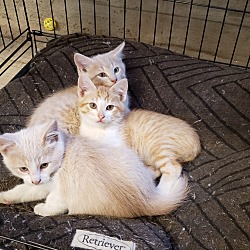 Photo of 3 kittens