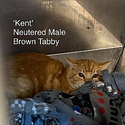Photo of Kent- Farm Kittie
