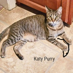 Photo of Katy Purry