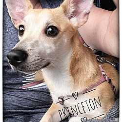 Thumbnail photo of Princeton #2