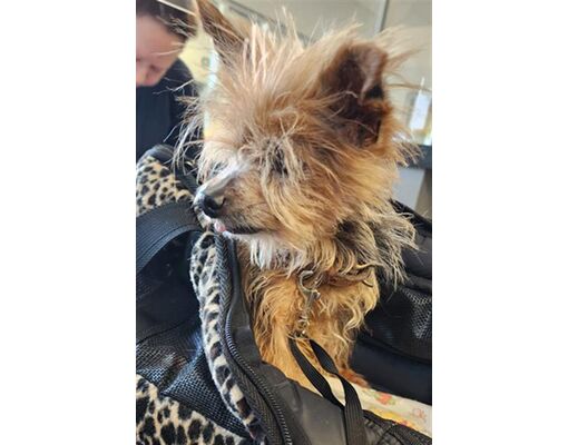 Los Angeles, CA - Yorkie, Yorkshire Terrier. Meet PEBBLES a Pet for ...