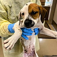 adopt a pet