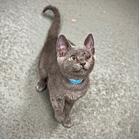 adopt a pet