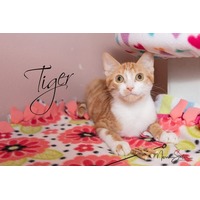 adopt-pet