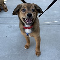adopt a pet
