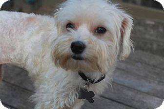 Maltipoo Terrier Mix 2025