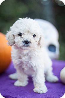 auburn cockapoo
