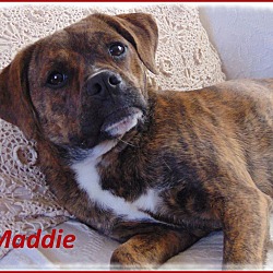 Thumbnail photo of Mattie- Really sweet pup! #1