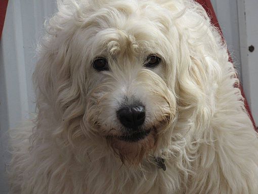 Komondor great pyrenees hot sale mix for sale