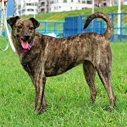 San Mateo, CA - Labrador Retriever/Cattle Dog. Meet Erica a Pet for ...