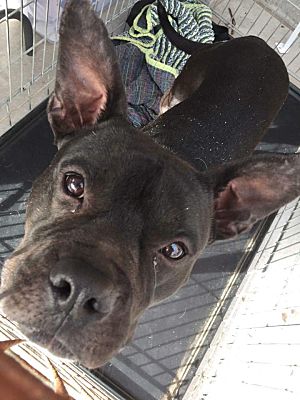 Colorado Springs Co French Bulldog Meet Brice A Pet For Adoption