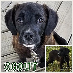 Thumbnail photo of Scout #1