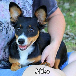 Thumbnail photo of Niko~adopted! #3