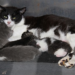 Thumbnail photo of Matilda & Kittens/Mother FIV+ #4