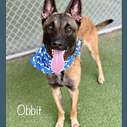 Thumbnail photo of OBBIT #1