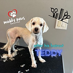 Thumbnail photo of Teddy #2