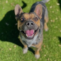 adopt a pet