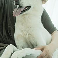 adopt a pet
