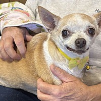 adopt-pet