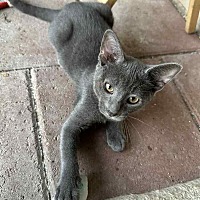 adopt a pet