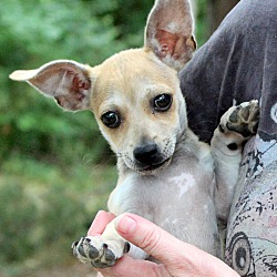 Thumbnail photo of Tinkerbell~adopted! #1