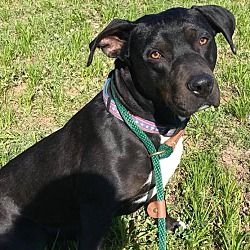 Puppies For Sale In Zanesville Ohio Adoptapet Com