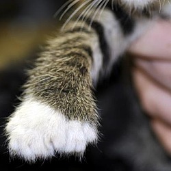 Thumbnail photo of Polydactyl kittens #3
