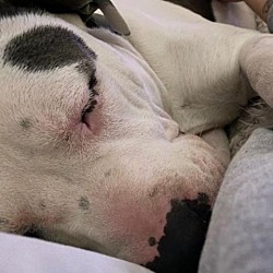 Photo of Moose