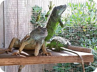 iguana iguanas houston pet tx texas