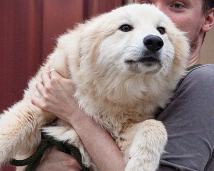 West Chester, PA - Great Pyrenees/Husky. Meet Goose a Pet for Adoption ...