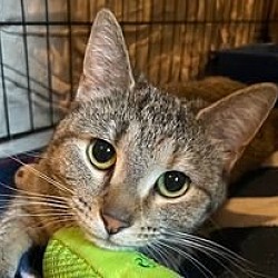 Thumbnail photo of Plum (foster kitty) #1