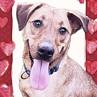 adopt a pet