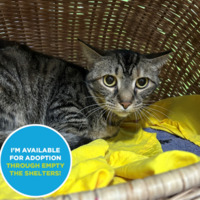 adopt a pet