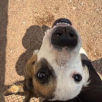 adopt a pet