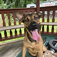 adopt a pet