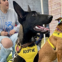 adopt a pet