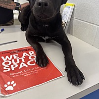 adopt a pet
