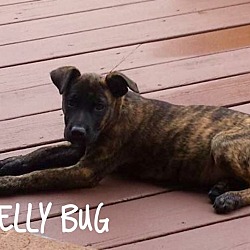 Thumbnail photo of Shelly Bug #4