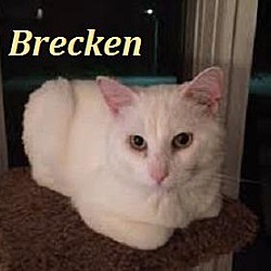 Thumbnail photo of Brecken - Adopted August 2016 #4