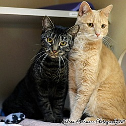 Thumbnail photo of Nermal & Loki #1