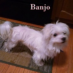 Thumbnail photo of BANJO #3