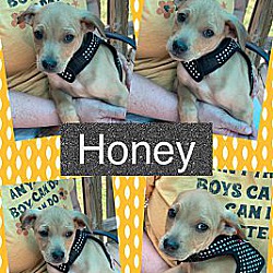 Thumbnail photo of Honey ~ meet me! #2