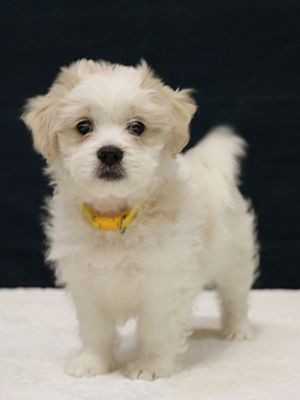 Nashville, Tn - Shih Tzu. Meet Xena A Pet For Adoption - Adoptapet.com