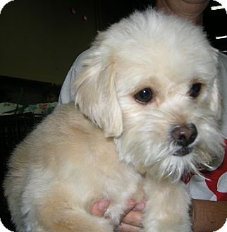Las Vegas, NV - Terrier (Unknown Type, Small). Meet Kinsey ...