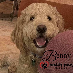 Thumbnail photo of Benny - No Longer Accepting Applications #2