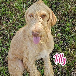 Thumbnail photo of Tilly #2