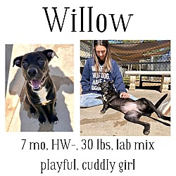 Thumbnail photo of Willow #1