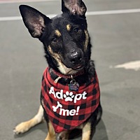 adopt a pet