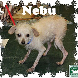 Thumbnail photo of Nebu #1